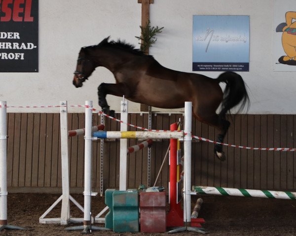 jumper Chylli (Hanoverian, 2014, from Carry Gold)