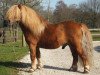 stallion Ollie van Stal Westerwolde (Shetland Pony, 1999, from Hotze van de Raven)