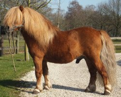 Deckhengst Ollie van Stal Westerwolde (Shetland Pony, 1999, von Hotze van de Raven)