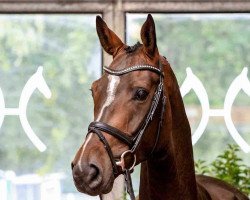 dressage horse Ambers San Vigilio (Hanoverian, 2016, from Sarotti Mocca-Sahne)