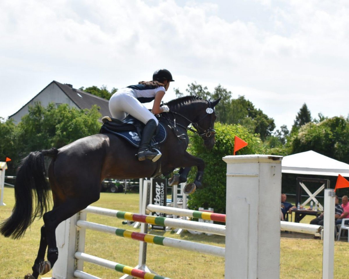 jumper Mia 155 (Oldenburg show jumper, 2013, from Diarado)
