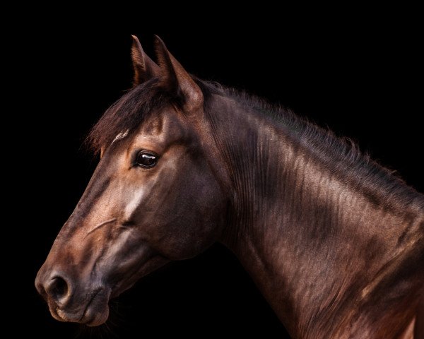 Pferd Viharszív (Amerikanischer Traber, 2014, von Beissinger Hanover X-7337 (US))