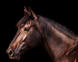 horse Viharszív (American Trotter, 2014, from Beissinger Hanover X-7337 (US))