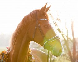 dressage horse Future Franziskus (Oldenburg, 2010, from Fürst Wilhelm)