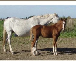 broodmare Palet-P (KWPN (Royal Dutch Sporthorse),  , from Le Mans)