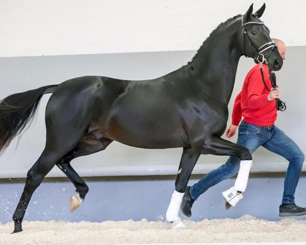 dressage horse Riverdale GH (Oldenburg, 2018, from Rubin Royal OLD)