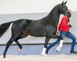 dressage horse Riverdale GH (Oldenburger, 2018, from Rubin Royal OLD)