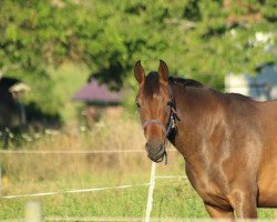 broodmare Soraya (German Sport Horse, 2018, from Samba Hit I)