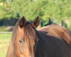 broodmare Sarah (German Sport Horse, 1997, from Patrol ox)