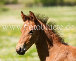 dressage horse Valbeat (Oldenburg, 2020, from Valverde NRW)