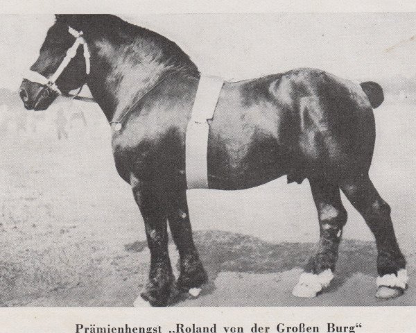 Deckhengst Roland von der Grossen Burg (Rheinisch-Deutsches Kaltblut, 1915, von Trompeter Ldb Wi)