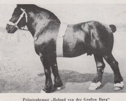 stallion Roland von der Grossen Burg (Rhenish-German Cold-Blood, 1915, from Trompeter Ldb Wi)