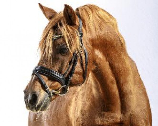 horse Dressman (German Riding Pony, 1988, from Domingo)