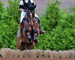 jumper Bardolinos Bodyguard (Mecklenburg, 2012, from Bertolini)