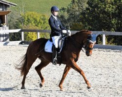 dressage horse Race Kelly (Bavarian, 2007, from Herzruf)