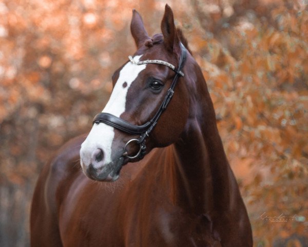 jumper Acapol (Hanoverian, 2009, from Acolito)