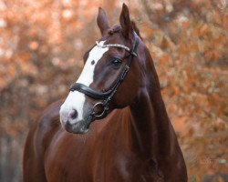 jumper Acapol (Hanoverian, 2009, from Acolito)