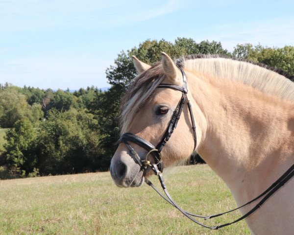 horse Laerva III LGKS (Fjord Horse, 2014, from Valør Halsnæs)