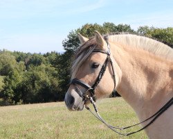 horse Laerva III LGKS (Fjord Horse, 2014, from Valør Halsnæs)