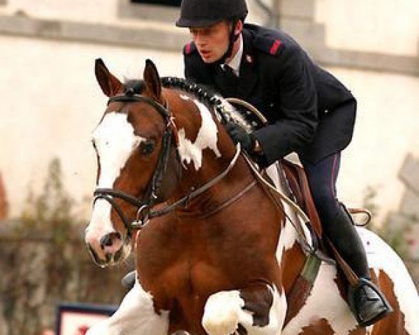 stallion Smooth Operator (Pinto / Small Riding Horse, 1998, from Sambuco B)