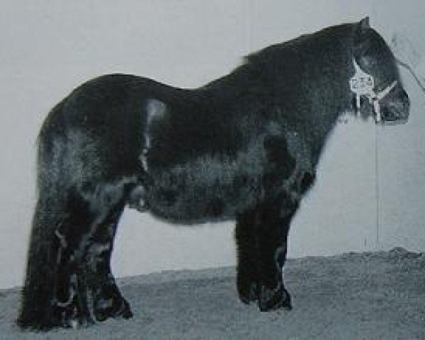 Deckhengst Kosco van Graafland (Shetland Pony, 1995, von Narco v.d. Uitweg)