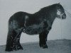 Deckhengst Kosco van Graafland (Shetland Pony, 1995, von Narco v.d. Uitweg)