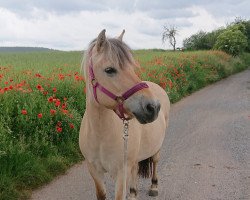 broodmare Ciara (Fjord Horse, 1999, from Kvest Halsnæs)