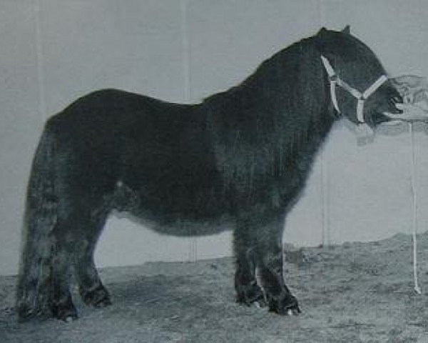 Deckhengst Jock van Flieren (Shetland Pony, 1994, von D-Wendor van de Vuurbaak)