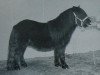 stallion Jock van Flieren (Shetland Pony, 1994, from D-Wendor van de Vuurbaak)