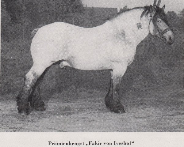 stallion Fakir von Iveshof 1973 (Rhenish-German Cold-Blood, 1939, from Favorit (S) 318)