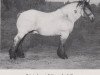 stallion Fakir von Iveshof 1973 (Rhenish-German Cold-Blood, 1939, from Favorit (S) 318)