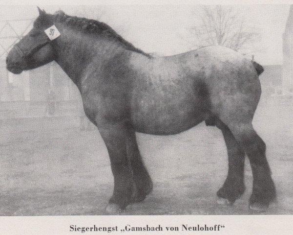 stallion Gamsbach von Neulohoff RS 3237 (Rhenish-German Cold-Blood, 1944, from Gamin du Onze RS (S) 362)