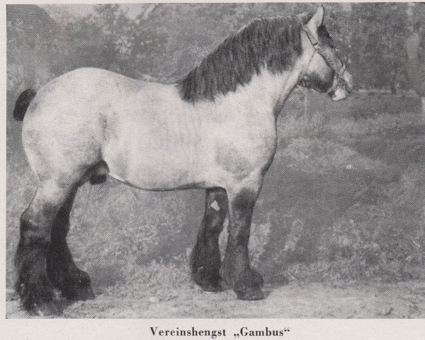 stallion Gambus RS 2801 (Rhenish-German Cold-Blood, 1943, from Gamin du Onze RS (S) 362)