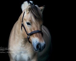 horse Thorin (Fjord Horse, 2012, from Bren)