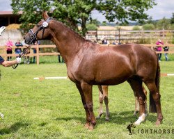 broodmare Wirena (Hanoverian, 2002, from Wolkentanz I)