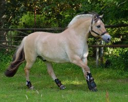 horse Janosch (Fjord Horse, 2001, from Jannik Gærum)