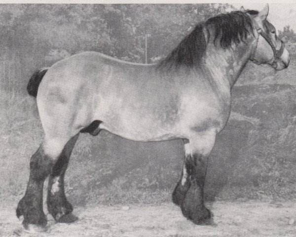 Deckhengst Rabold RS 3765 (Rheinisch-Deutsches Kaltblut, 1947, von Ravisa von Kroschhof 2862)