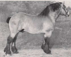 stallion Rabold RS 3765 (Rhenish-German Cold-Blood, 1947, from Ravisa von Kroschhof 2862)