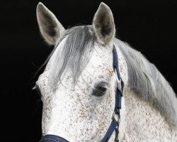 Dressurpferd Banczo (Polnisches Warmblut, 2009, von Barnaba)