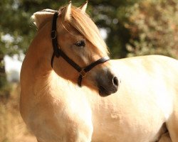 horse Rocco vom Töster Grund (Fjord Horse, 2015, from Turbo Romeo N.2573)