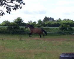 dressage horse Special Sam 2 (Oldenburg show jumper, 2012, from Sandro Boy)