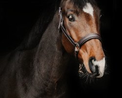 dressage horse Dmax MK (Westphalian, 2018, from Dankeschön)