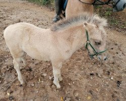 horse Marika von der Bergesruh (Fjord Horse, 2020, from Ilribo)