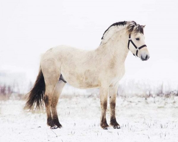 horse Tias (Fjord Horse, 2017, from Tsjalle)