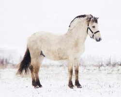 horse Tias (Fjord Horse, 2017, from Tsjalle)