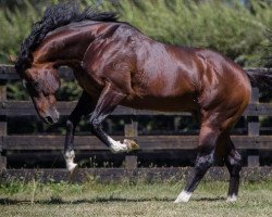 stallion ShamExpress xx (Thoroughbred, 2009, from O'Reilly xx)