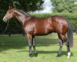 stallion Vanbrugh xx (Thoroughbred, 2012, from Encosta De Lago xx)