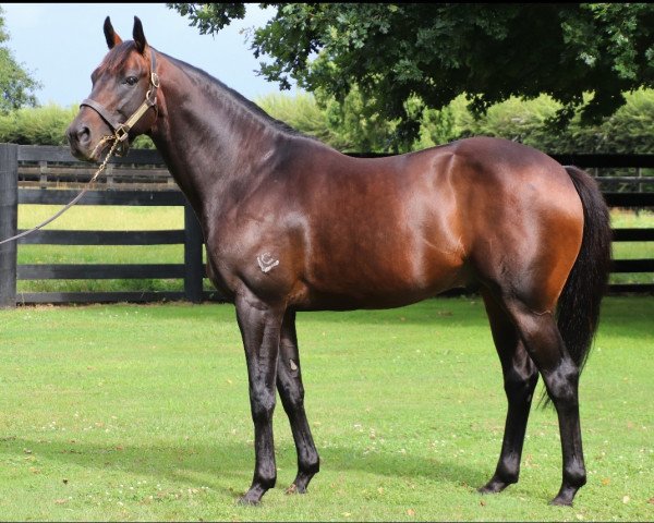 stallion Mongolian Khan xx (Thoroughbred, 2011, from Holy Roman Emperor xx)