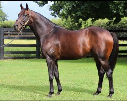 stallion Mongolian Khan xx (Thoroughbred, 2011, from Holy Roman Emperor xx)