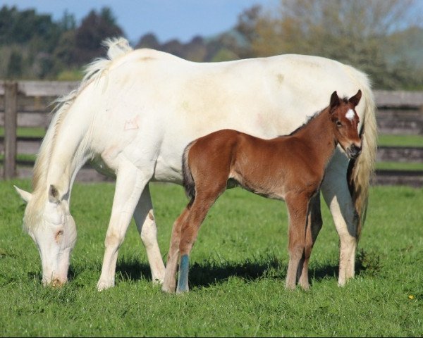 Pferd Stute von Mongolian Khan xx (Englisches Vollblut, 2020, von Mongolian Khan xx)